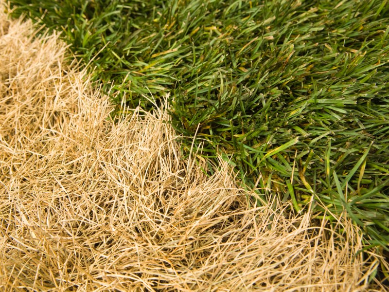 The Grass isn’t&nbsp;Greener