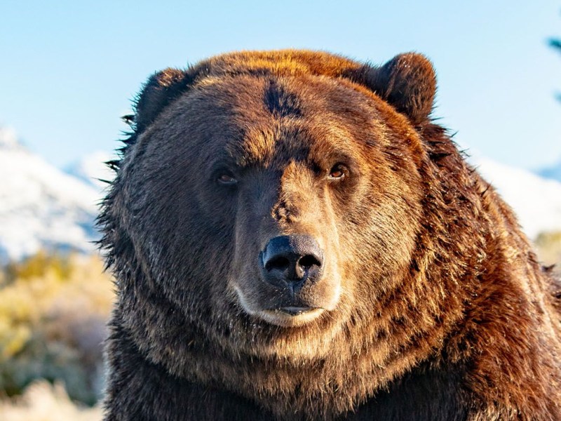 Spring 2022 : Hibernation Ends for the Bear&nbsp;[Market]